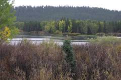 River and fall trees/bushes near Jackson Hole Wyoming