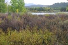 River and fall trees/bushes near Jackson Hole Wyoming