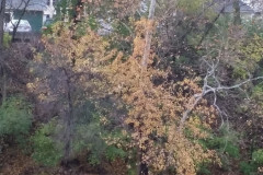 Fall-White-River-22