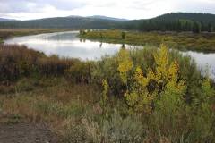 River and fall trees/bushes near Jackson Hole Wyoming