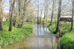 spring trees on slow creek