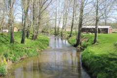 spring trees on slow creek
