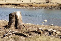 River-with-Stump-fun-lighting-March-2020