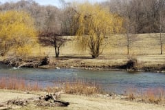 River-with-Weeping-Willows-March-2019-10