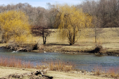 River-with-Weeping-Willows-March-2019-11
