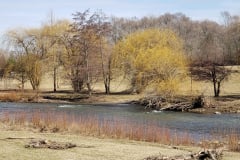 River-with-Weeping-Willows-March-2019-8