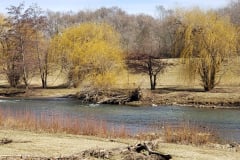 River-with-Weeping-Willows-March-2019-9