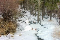 Rye  Winter Creek - reference photo for Winter Wonderland 24x18