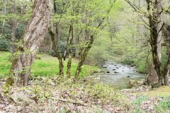 Trees-and-River-April-2019-1