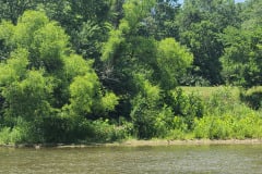White-River-June-2023-9