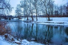 White-River-Winter-Snowy-Sycamores