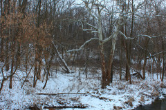 Winter-River-Sycamores