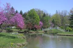 lavender blossoming trees near brook with white bridge