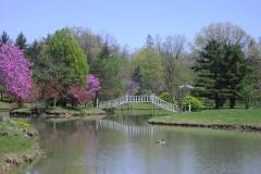 lavender blossoming trees near brook with white bridge