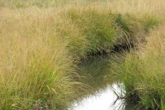 Gently brook - Snow Mountain Ranch trip with Plein Air Painters of America