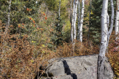Aspens-Aurora-2
