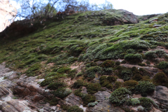 Moss-covered-rock-tawny-2018