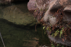Plants-growing-on-river-rock-tawny-2018