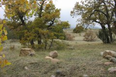 fall trees and rocks