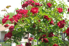 1_Roses-2012-Minnetrista-1
