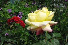 Rose-Flowers-in-Backyard-5-13-2010-100