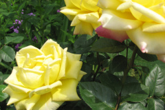 Rose-Flowers-in-Backyard-5-13-2010-101