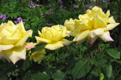 Rose-Flowers-in-Backyard-5-13-2010-103