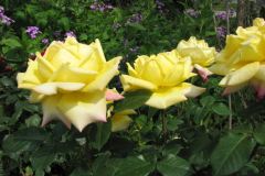 Rose-Flowers-in-Backyard-5-13-2010-104