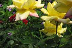 Rose-Flowers-in-Backyard-5-13-2010-108