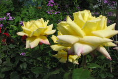 Rose-Flowers-in-Backyard-5-13-2010-109