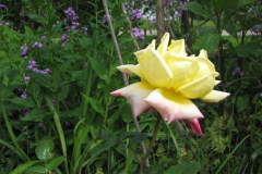 Rose-Flowers-in-Backyard-5-13-2010-111