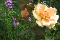 Rose-Flowers-in-Backyard-5-13-2010-119