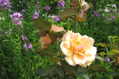 Rose-Flowers-in-Backyard-5-13-2010-121