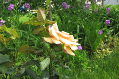 Rose-Flowers-in-Backyard-5-13-2010-123