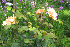 Rose-Flowers-in-Backyard-5-13-2010-126