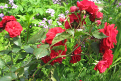 Rose-Flowers-in-Backyard-5-13-2010-128