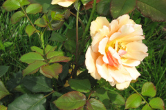 Rose-Flowers-in-Backyard-5-13-2010-130