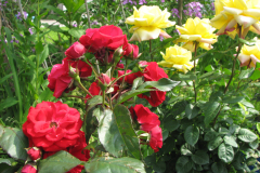 Rose-Flowers-in-Backyard-5-13-2010-131