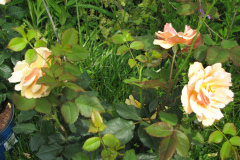 Rose-Flowers-in-Backyard-5-13-2010-132