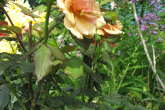 Rose-Flowers-in-Backyard-5-13-2010-134