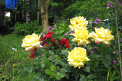 Rose-Flowers-in-Backyard-5-13-2010-135