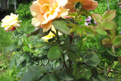 Rose-Flowers-in-Backyard-5-13-2010-136