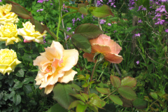 Rose-Flowers-in-Backyard-5-13-2010-138