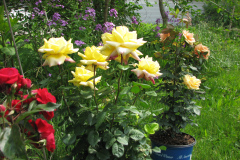 Rose-Flowers-in-Backyard-5-13-2010-141
