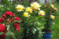 Rose-Flowers-in-Backyard-5-13-2010-142
