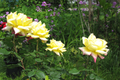 Rose-Flowers-in-Backyard-5-13-2010-149