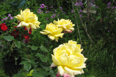 Rose-Flowers-in-Backyard-5-13-2010-151