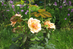 Rose-Flowers-in-Backyard-5-13-2010-154