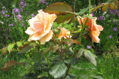 Rose-Flowers-in-Backyard-5-13-2010-157