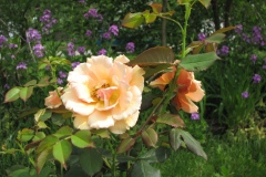 Rose-Flowers-in-Backyard-5-13-2010-159